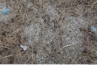 Photo Texture of Grass Dead 0002